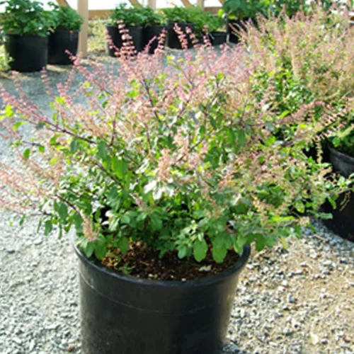 Vista 2 de Albahaca Amrita (Ocimum Sanctum) - Paquete de 10 Semillas