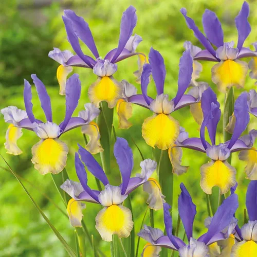 Vista 2 de Votaniki Montecito & Miss Saigon Iris Mix Bulbos – Iris holandés perenne, flores fragantes Floración de primavera 15 bombillas Montecito y 15