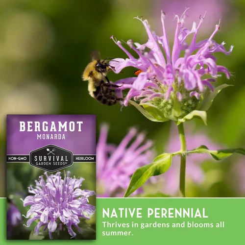 Vista 4 de Semillas de bálsamo de abeja para plantar, bergamota silvestre (Monarda Fistulosa), flores silvestres nativas perennes y hierbas medicinales