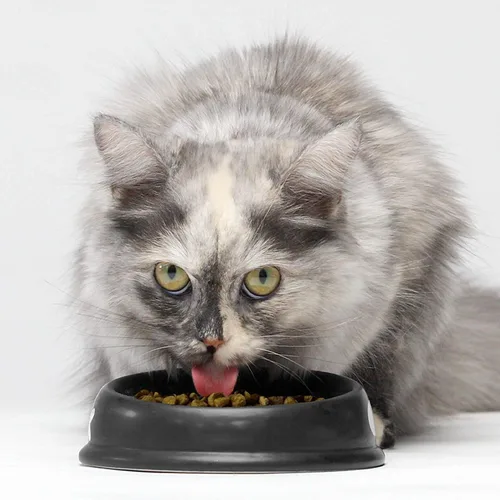Vista 5 de Open Farm - Alimento seco para gatos sin granos de cordero criado en pasto, receta de cordero criado humanamente con superalimentos sin OMG y sin