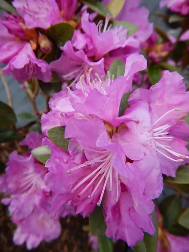 Vista 6 de Rododendro 'Aglo' (Rododendro) Perenne, flores rosas, #2 - Tamaño Contenedor