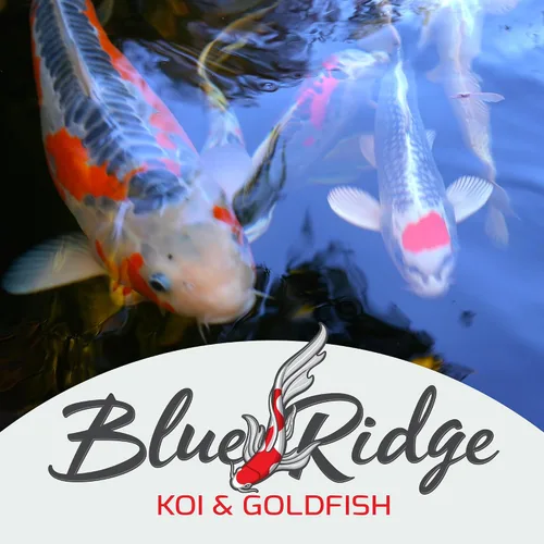 Vista 9 de Blue Ridge comida para peces Koi 2 libras - Fórmula de crecimiento mini para peces Koi, comida para peces dorados, comida premium para peces