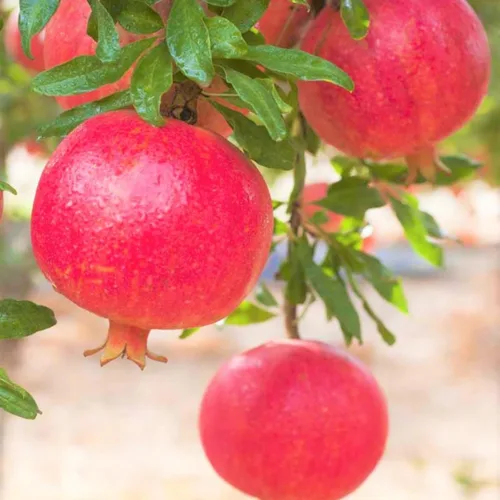Vista 5 de 2 maravillosos árboles de granada vivos, árboles frutales bien enraizados Tamaño de 10 a 15 pulgadas de alto