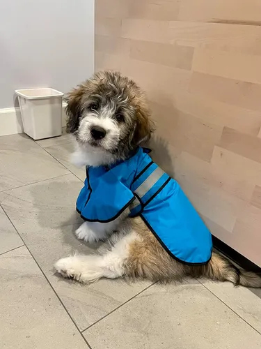 Vista 6 de Impermeable ajustable impermeable para perros, chaqueta reflectante para perros con capucha, abrigo ligero para lluvia para perros pequeños
