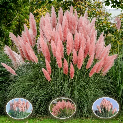 Vista 8 de Semillas de hierba anual ornamental de hierba de las pampas rosa para plantar