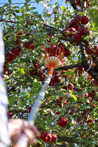 Vista 8 de Recolector de frutas ajustable, solo herramienta, elige frutas difíciles de alcanzar