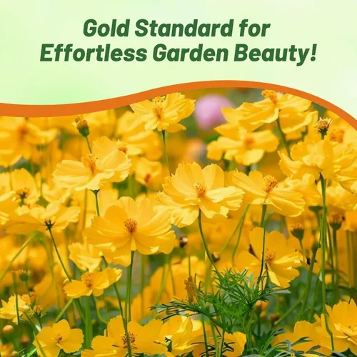 Vista 6 de Outsidepride Gold Cosmos Sulphureus Seeds – 1000 piezas anuales, tolerantes a la sequía y aptas para polinizadores, semillas de flores para plantar