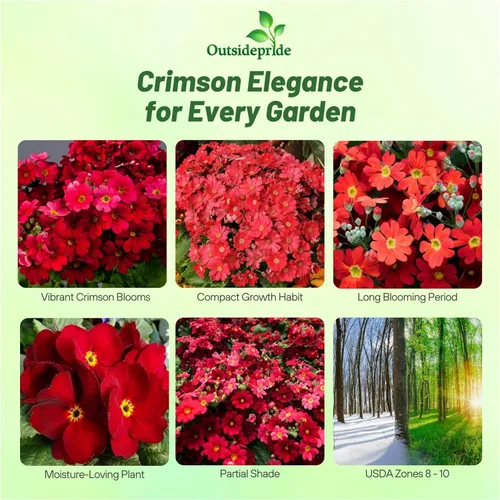 Vista 2 de Outsidepride 1000 Semillas Perennes Primula Crimson Fairy Primrose Flower Seeds para plantar