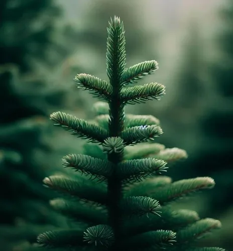 Vista 3 de Abies pinsapo (abeto español) Semillas de árbol, aspecto elegante y lujoso, semillas de MySeeds.Co, elige la cantidad (0.25 oz)
