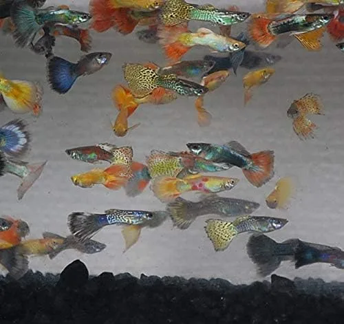 Vista 4 de Quinn's Fins - Paquete de 12 Guppy surtidos masculinos