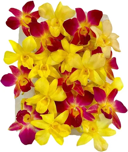 Vista 8 de Miami Fresh Orchid Flower OrchidClub USA Sunne Tropical Loose Bloom Head DIY Lei Food Drink Decoración AMARILLO (50 plátanos amarillos)