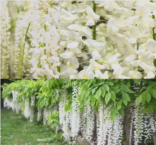 Vista 5 de White Wisteria Vine - Planta viva fragante de 1 año en maceta - Imán de colibrí