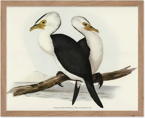 Vista 66 de Poster Master Póster vintage de James Audubon – Impresión retro de amargo americano – Arte de aves de América – Regalo para hombres, mujeres