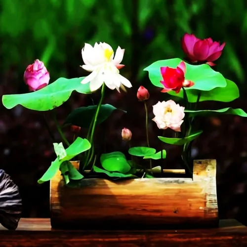 Vista 2 de 35 semillas de lirio acuático y loto en miniatura mixtas, flores vibrantes para cuencos y estanques sin OMG, jardín acuático para interiores