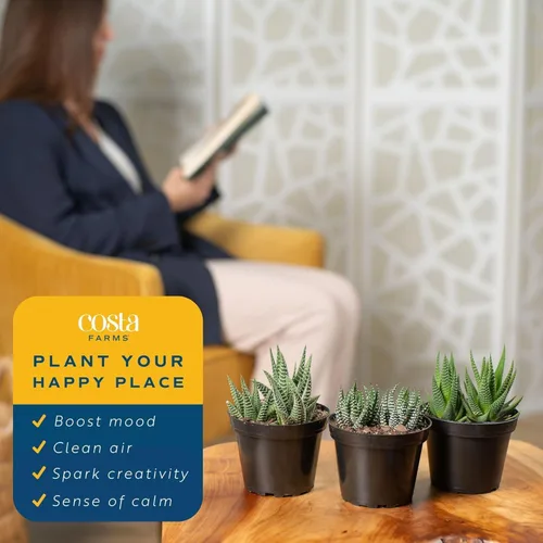 Vista 5 de Costa Farms - Suculentas Haworthia, planta de interior viva, con raíz, 6 pulgadas de alto, en maceta cultivadora, paquete de 3
