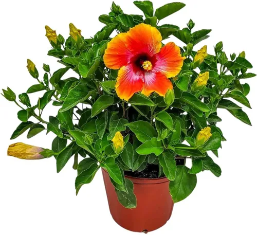 Vista 12 de Arbusto de Hibisco Fiesta - Planta Floreciente de Hibisco Viva - Planta de Flor Tropical - Maceta de 1 Galón - Altura Total de 10" a 14" - Plantas