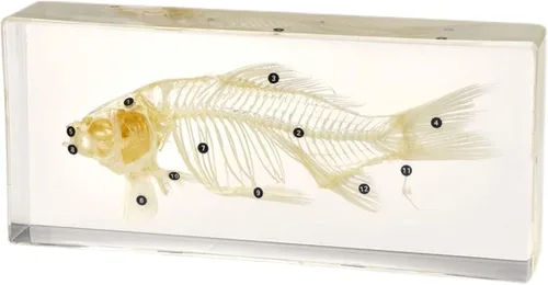 Vista 2 de Espécimen de esqueleto de peces reales en pisapapeles de bloque acrílico, muestras de aula de ciencia para educación científica