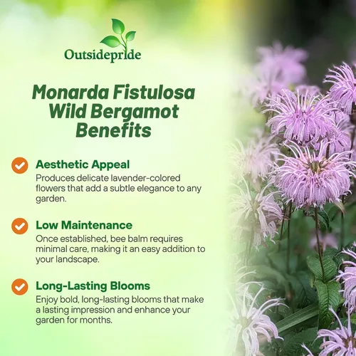 Vista 3 de Outsidepride Semillas silvestres de bergamota – 1000 piezas de semillas perennes, fáciles de cultivar y aptas para polinizadores Monarda Fistulosa