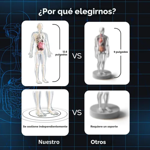 Vista 6 de GobiDex Kits de Modelo de Esqueleto Humano, 40 Piezas de Figura Anatómica, Kit de Ciencia Interactivo de Huesos que Brillan en la Oscuridad