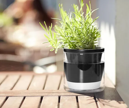 Vista 7 de D'vine Dev Maceta de Diseño de Riego Automático de 4 Pulgadas para Plantas de Interior, Maceta de Terracota Negra con Taza Cilíndrica de Vidrio