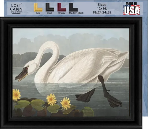 Vista 26 de Lost Cabin American Flamingo por James Audubon Impresión en marco biselado negro Reproducción de pintura de obras de arte finas Póster