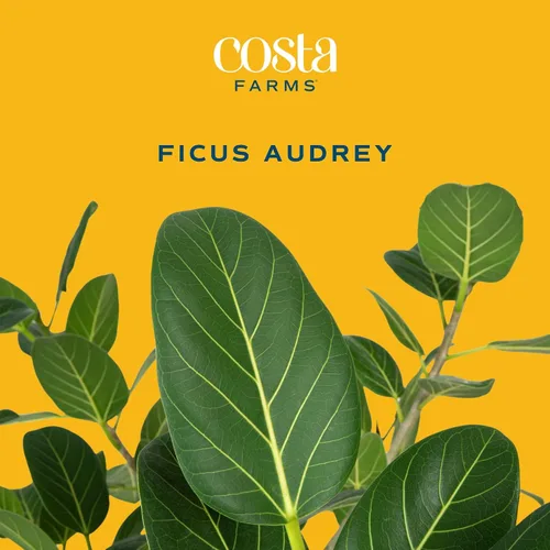 Vista 3 de Costa Farms Ficus Audrey, planta viva de interior de 1 a 2 pies de altura en maceta minimalista de 6 pulgadas, fácil de cultivar, purifica el aire