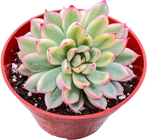 Vista 10 de Plantas suculentas vivas (Cotyledon Orbiculata cv. Long Leaf Variegated), suculentas en maceta de fácil cuidado, aproximadamente 4" de diámetro x 4