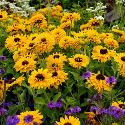 Vista 11 de Eden Brothers Black Eyed Susan Seeds - Bosque de otoño
