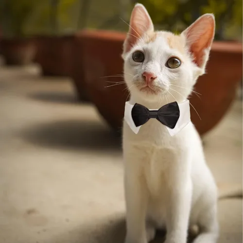 Vista 8 de Esmoquin para gatos, traje ajustable de Koolmox con lazos formales y corbatas para mascotas, corbata negra para niños pequeños y medianos, gatos