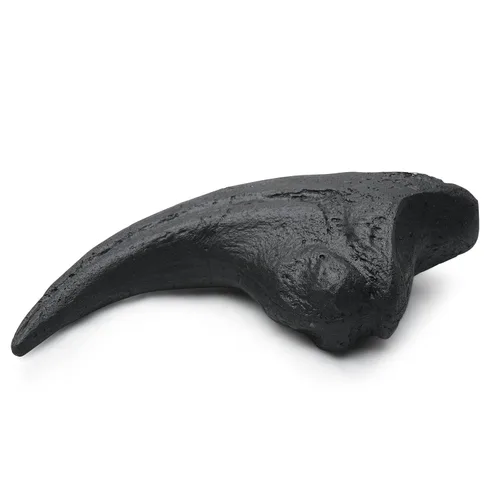 Vista 7 de Dientes fosilizados y garras de varios dinosaurios prehistóricos, dientes de tiburón megalodón y réplicas de alta fidelidad (garra de Allosaurus)