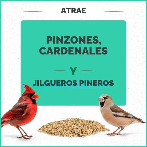 Vista 3 de Pennington - Pride Wild Finch - Mezcla de semillas para pájaros silvestres, 10 libras For outside feeders, special mix for a variety of musical &