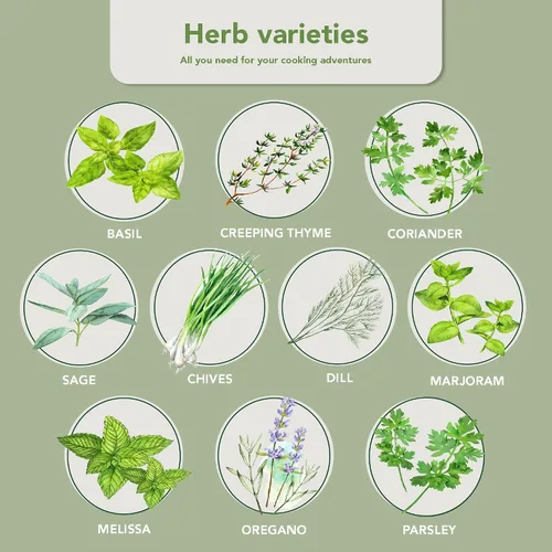 Vista 3 de Garden Pack Jardín de hierbas para ventana interior de 10 hierbas, incluye macetas, bandejas y tierra comprimida para un fácil cultivo de hierbas