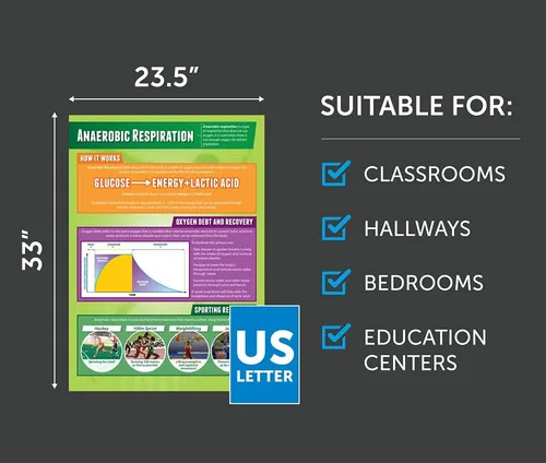 Vista 2 de Daydream Education Respiración anaeróbica Pósteres de PE Papel laminado brillante que mide 33 x 23.5 pulgadas Gráficos de educación física