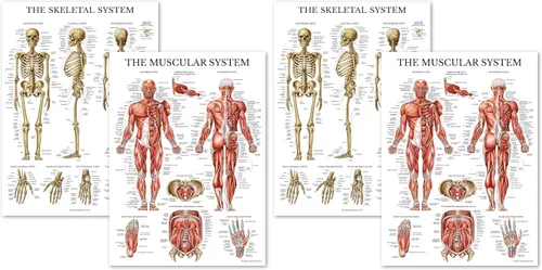 Vista 5 de Palace Learning Juego de póster anatómico del sistema muscular y esquelético, laminado con marco de plástico, juego de 2 cuadros, anatomía