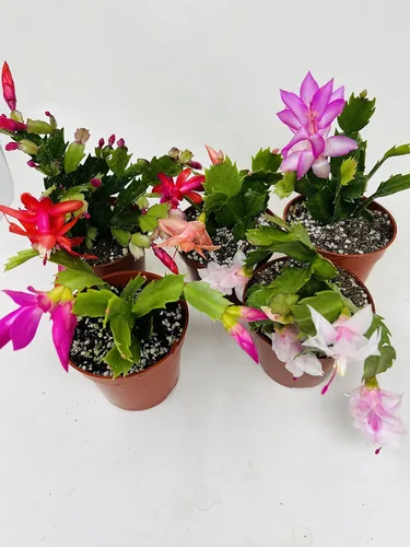 Vista 2 de Cactus de Navidad Fiesta 2 Plantas -Zygocactus Plants 4" Pot
