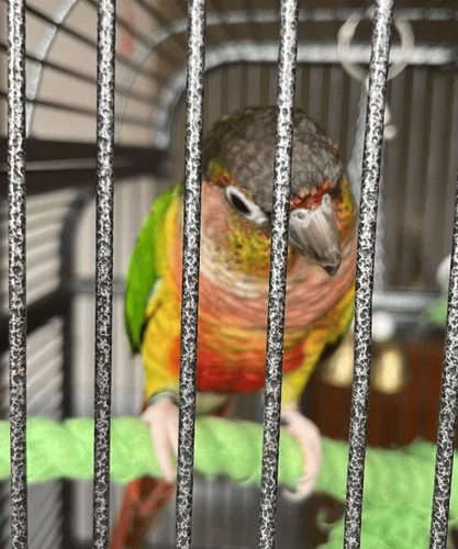 Vista 6 de Soporte para pájaros, perca en forma de U, material de cuerda de cáñamo, soporte de plataforma, juguetes de ejercicio para pájaros y loros