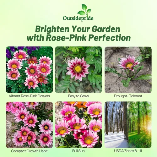 Vista 2 de Outsidepride Kiss Rose Gazania Semillas para plantar – 25 piezas de semillas perennes, de bajo mantenimiento, tolerantes a la sequía para flores