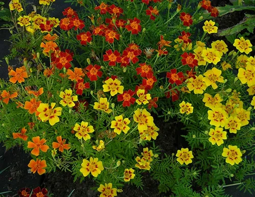 Vista 4 de Seeds4planting - Caléndulas Mezcla Mexicana Tagetes Flores Anuales Sin OGM