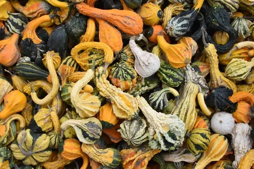 Vista 2 de Semillas pequeñas de mezcla de calabazas, más de 25 semillas de reliquia sin OMG de Isla's Garden Seeds, calabazas decorativas únicas, perfectas