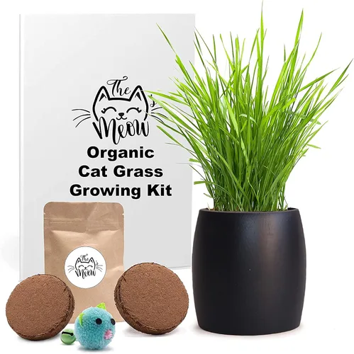 Vista 4 de Kit de hierba para gatos de interior – Semillas orgánicas y tierra de mejor valor para 4 plantaciones, incluye juguete de regalo para gatos