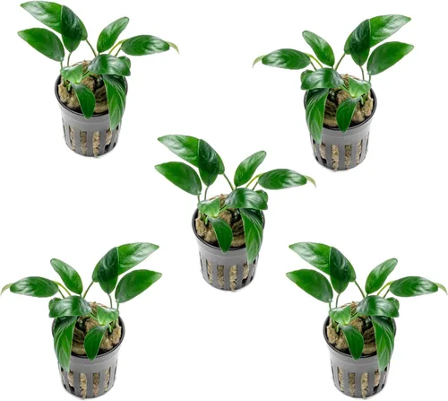 Vista 41 de SubstrateSource Plantas vivas – Anubias Hastifolia (Anubias hastifolia) – Luz baja a moderada, hojas en forma de flecha de color verde medio a