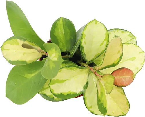 Vista 2 de Rara Hoya Australis Lisa - 4" de California Tropicals