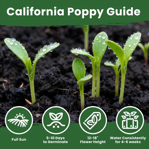 Vista 6 de Semillas de amapola naranja de California para plantar, paquete a granel de 0.35 onzas, más de 10,000 semillas nativas, flor del estado de California