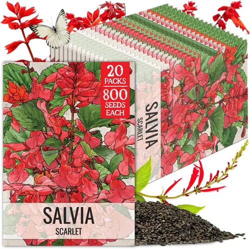 Vista 10 de Seed Needs Semillas de salvia de zafiro para plantar flores de salvia azul, 2 paquetes