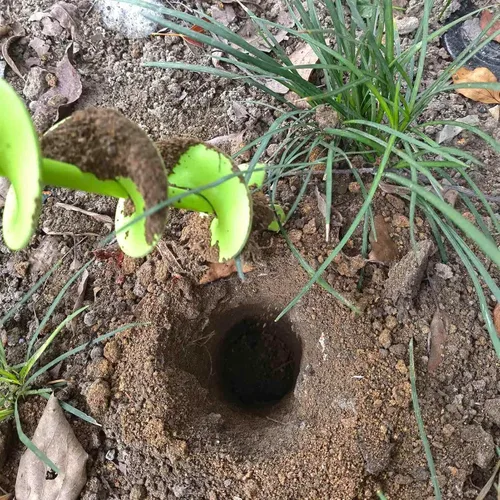Vista 8 de TCBWFY Broca de Barrena para Plantar 1.6x16.5 pulgadas de Longitud Extendida Barrena de Jardín Broca en Espiral para Plantar Bulbos, Flores