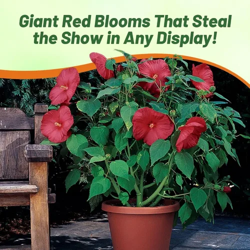 Vista 6 de Outsidepride Luna Red Hibiscus Seeds - 10 semillas de flores perennes para plantar aptas para polinizadores, flores grandes y elegantes con follaje