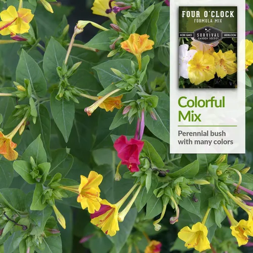Vista 4 de 1 paquete de semillas de mezcla de fórmula de cuatro en punto para plantar con instrucciones para cultivar flores coloridas en tu hogar, vegetales