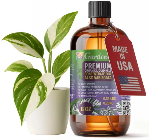 Vista 11 de GARDENERA Superalimento orgánico prémium de algas marinas y algas marinas para plantas AROID - 32 oz - Concentrado de fertilizante líquido de algas