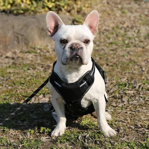 Vista 7 de Amazon Basics Arnés para perro sin tirones, clip frontal ajustable, chaleco táctico, pequeño, negro