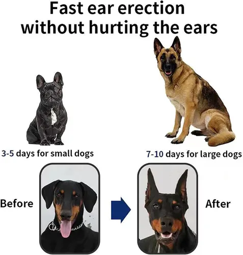 Vista 4 de Herramienta de soporte adhesivo para orejas de perro, corrección fija de oreja de perro, soporte vertical para Doberman, pequeño (0.98 x 1.97)